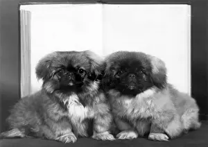 Thomas Fall: FALL/PEKINGESE/1959