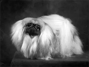 Thomas Fall: FALL/PEKINGESE/1959