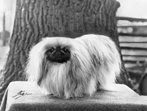 Thomas Fall: FALL/PEKINGESE/1966