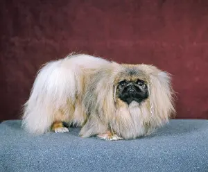 Chips: FALL/PEKINGESE/1971