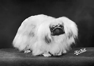 Aubrey: FALL/PEKINGESE/1975