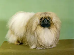 Aubrey: FALL/PEKINGESE/1977