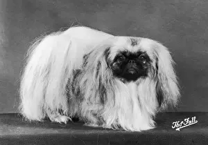 Akbar: FALL/PEKINGESE/1980
