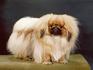 Aubrey: FALL/PEKINGESE/1980