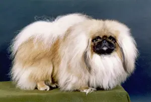 Aubrey: FALL/PEKINGESE/1981