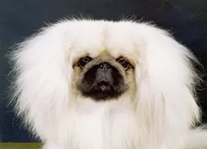 Pekingese: Fall - Pekingese - 1981