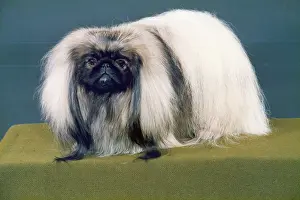 Pekingese: FALL/PEKINGESE/1988