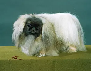Pekingese: FALL/PEKINGESE/1990