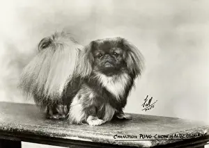 Chow: FALL/PEKINGESE/27