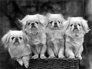 Thomas Fall: FALL/PEKINGESE