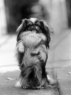 Begging: FALL/PEKINGESE/BEGGING
