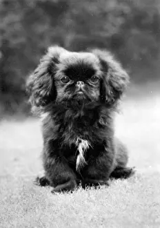 Pekingese: FALL/PEKINGESE PUPPY
