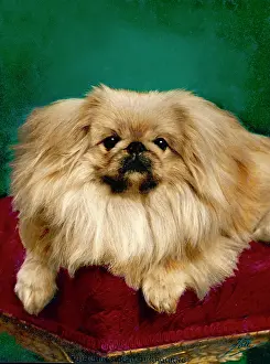 Alderbourne: FALL/PEKINGESE/TUL-CHING