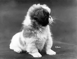 Thomas Fall: FALL/PEKINGESES/1922/23