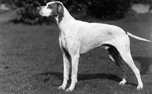 Ardagh: FALL/POINTER/1928