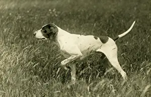 Lorna: FALL/POINTER/1936
