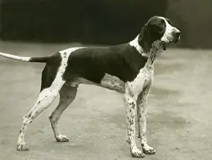 Tiverton: FALL/POINTER/1937