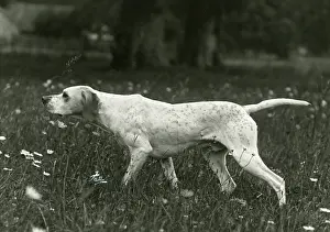 Lorna: FALL/POINTER/1938