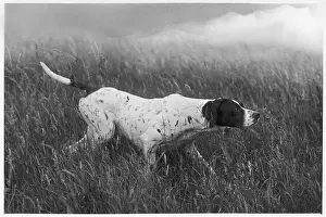 Banchory: Fall - Pointer - 1938
