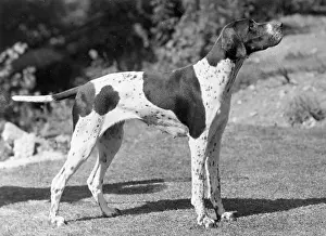Dimas: FALL/POINTER/1947