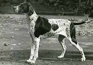 Liver: FALL/POINTER/1954