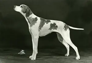 Terrick: FALL/POINTER/1977