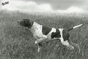 Howe: FALL/POINTER/BANCHORY