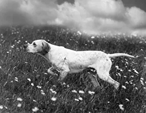 Howe: FALL/POINTER/GINGER