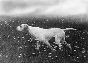 Daisies: Fall/Pointer/Ginger of Rishangles