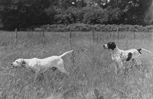 Gaff: Fall/Pointers in field