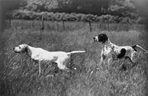 Gaff: Fall/Pointers in field