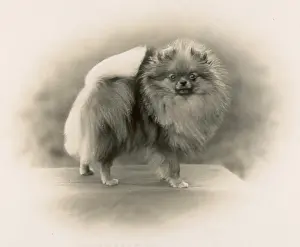 Pomeranian: FALL/POMERANIAN/1931