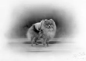 Thomas Fall: FALL/POMERANIAN/1934