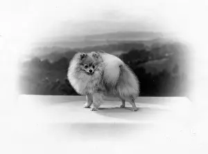 Thomas Fall: FALL/POMERANIAN/1935