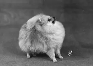 Thomas Fall: FALL/POMERANIAN/1948