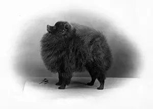 Thomas Fall: FALL/POMERANIAN/1956