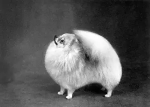 Hadleigh: FALL/POMERANIAN/1962