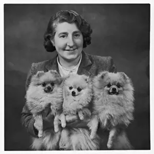 Owners: FALL/POMERANIAN & OWNER