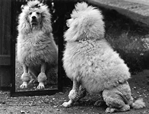 Amusing: FALL/POODLE & MIRROR