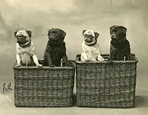 Baskets: FALL/PUG/1926
