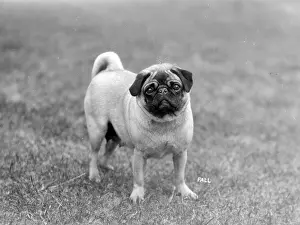 Gibbon: FALL/PUG/1928