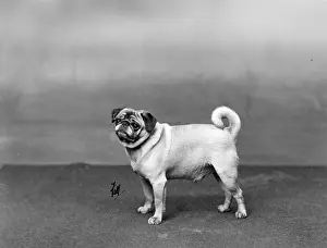 Labe: FALL/PUG/1932