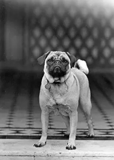 Howe: FALL/PUG/1950
