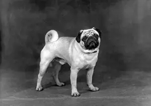 Hermit: FALL/PUG/1952