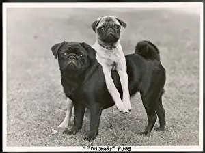 Howe: FALL/PUG/1952