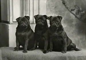 Howe: FALL/PUG/1954