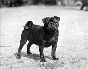 Howe: FALL/PUG/1956
