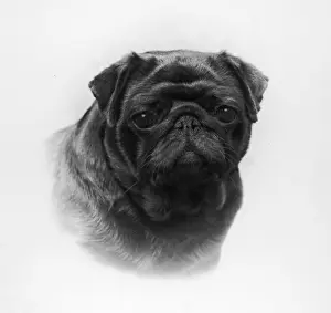Howe: FALL/PUG/1958