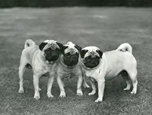 Creased: FALL/PUG/1959