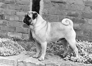 Braddon: FALL/PUG/1967